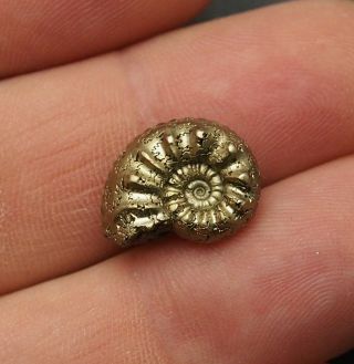 16mm Amaltheus Ammonite Pyrite Mineral Fossil Fossilien Ammoniten France Golden