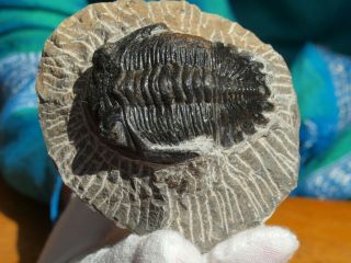 Trilobite Hollardops Mesocristata Devonian 393 Million Yrs Old 2.  7 " Inch