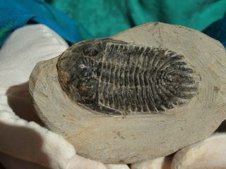 Trilobite Hollardops Mesocristata Devonian 393 Million Yrs Old Large 3.  5 " Inch
