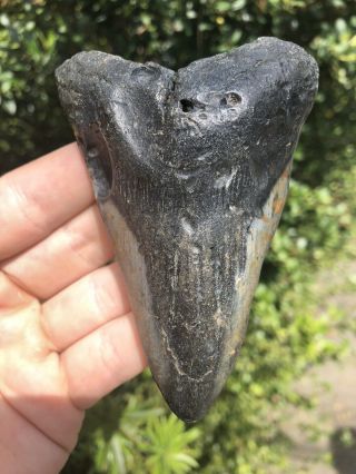 Huge 4.  15” Megalodon Tooth Fossil Shark Teeth Natural No Restoration