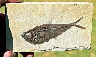 Fossil Fish,  Diplomystus Dentatus 4.  25 Inches,  Grf,  Kemmerer,  Wyoming,  U.  S.  A.