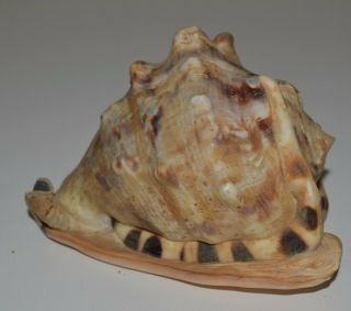 Vintage Unique Conch Sea Shell Pacific North Coast California 6 " Rare