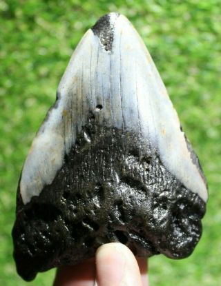 Megalodon Shark Tooth 4.  69 " Extinct Fossil Authentic Not Restored (cg18 - 217)