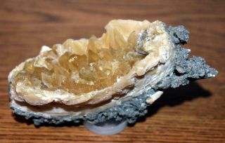 Rucks Pit 4 - 1/2 " 168 G Fossilized Clam Shell W/ Honey Golden Calcite Crystals 4