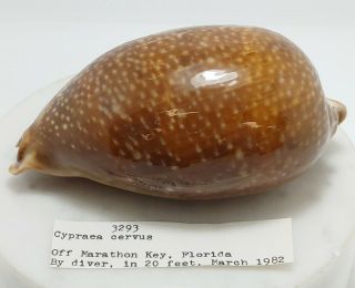 Cypraea Cervus 3293,  129.  51 Mm,  80.  3 Grams - Marathon Key Florida In 1982