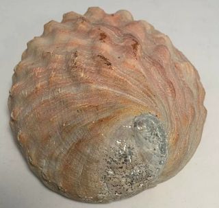 Vintage Large Natural Red Color Clam Shell Unique Decor Approx 8”x6.  5”x 2.  5”