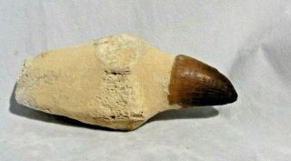Mosasaur Real Teeth Tooth With Root Fossil Dinosaur Marine 91