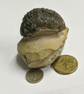 Devonian Age Trilobite Fossil From Morocco (l7156)