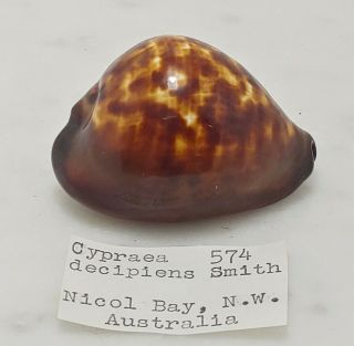 Cypraea Decipiens Smith 574,  51.  35 Mm,  17.  3 Grams - Australia