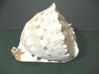 Vintage Ala Makana Hawaii Conch Shell Drilled For Blowing 5 X 5 X 7 Cm1084