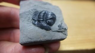 Geological Enterprises Devonian Fossil Trilobite Eldredgeops (phacops) Rana B