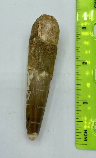 Spinosaurus 3” Tooth Dinosaur Fossil Before T Rex Cretaceous S53