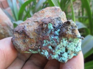 Aussie Native Copper Girilambone,  South Wales,  Australia