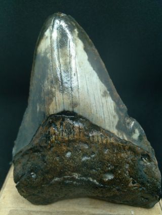 830 4.  20 " Megalodon Shark Tooth Fossil 100 Authentic.