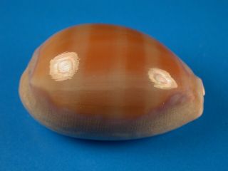 Cypraea Propinqua,  Heavy Callous,  49.  8mm,  Hawaii Shell