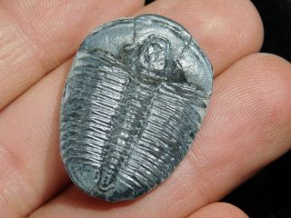 A Larger 100 Natural 500 Million Year Old Elrathia Trilobite Fossil Utah 5.  71