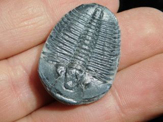 A Larger 100 Natural 500 Million Year Old Elrathia Trilobite Fossil Utah 5.  71 2