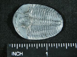 A Larger 100 Natural 500 Million Year Old Elrathia Trilobite Fossil Utah 5.  71 3