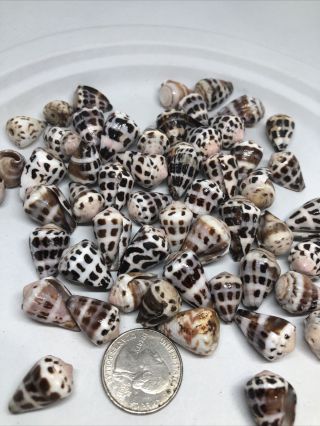 Hebrew Cone Shell - Conus Ebraeus 50 Seashelll 1/2” Crafts Jewelry