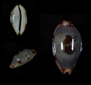 Cypraea Stolida Salaryensis - Top Seashells -