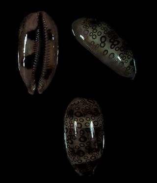 Cypraea Argus Contrastriata - Top Seashells -