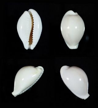 Cypraea Eburnea Large - Top Seashells -