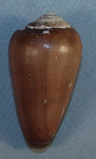 Conus Pennaceus Vezoi 48.  94mm Rare Specimen Fort Dauphin,  Madagascar