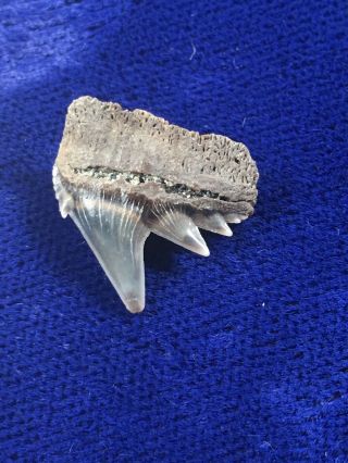 Notorynchus Primigenius Fossil Sevengill Cow Shark Tooth Belgium