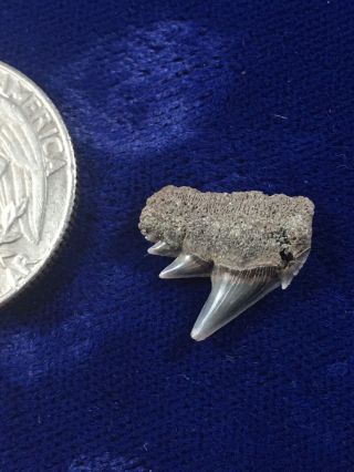 Notorynchus Primigenius Fossil Sevengill Cow Shark Tooth Belgium 2