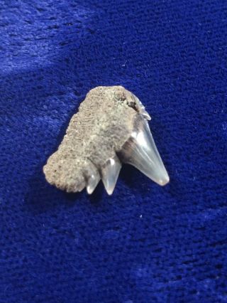 Notorynchus Primigenius Fossil Sevengill Cow Shark Tooth Belgium 3