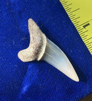 Peruvian Isurus Oxyrinchus Fossil Shortfin Mako Shark Tooth