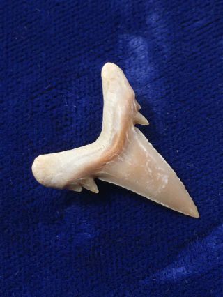 Double Cusped Brachycarcharias Sp.  Fossil Eocene Shark Tooth Western Sahara