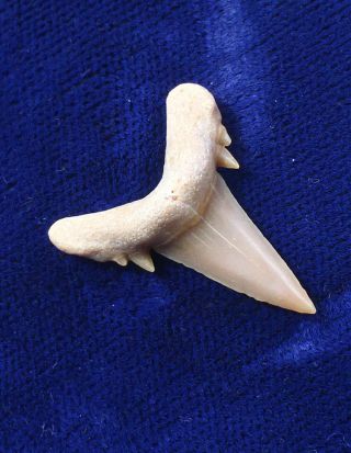 Double Cusped Brachycarcharias Sp.  Fossil Eocene Shark Tooth Western Sahara 2
