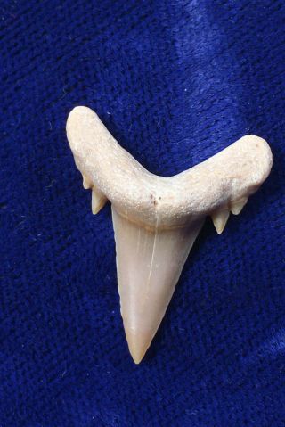 Double Cusped Brachycarcharias Sp.  Fossil Eocene Shark Tooth Western Sahara 3