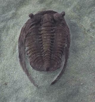" Spiny " Eyes Bathycheilus Trilobite Fossil From Morocco