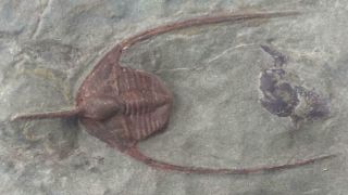 Ampyx (lonchodomas) Trilobite Fossil From Morocco