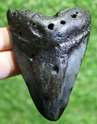 Megalodon Shark Tooth 3.  68 " Extinct Fossil Authentic Not Restored (cg18 - 190)