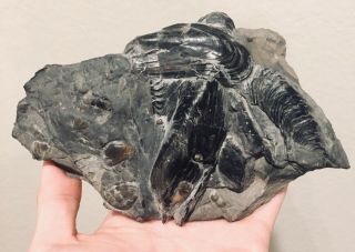 Rare Italy Fossil Bivalves Gervillia Triassic Dinosaur Age Multi Plate Shells