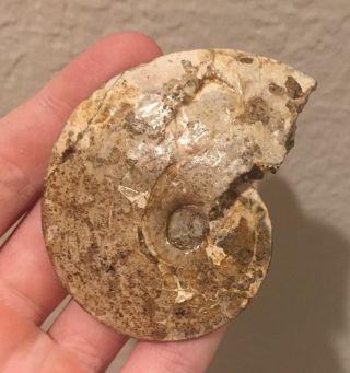 South Dakota Fossil Ammonite Placenticeras Sp.  Cretaceous Dinosaur Age