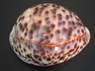 Intense Pattern.  Cypraea Tigris 109mm Philippine Seashell