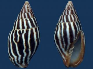 Shell Mitra Zebra Seashell