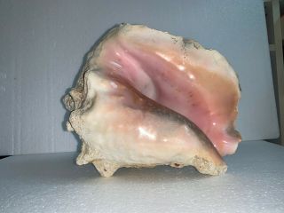 Large Queen Pink Conch Sea Shell - Shiny - Approx 10” - 5 Pounds