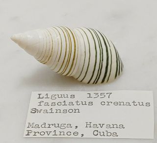 Liguus Fasciatus Crenatus Swainson 1357,  51.  88 Mm,  4.  6 Grams - Havana,  C Ba