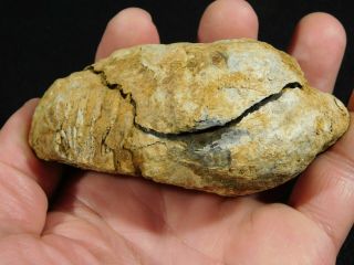 A Big 100 Natural Flexicalymene Trilobite Fossil In A Split Nodule 251gr