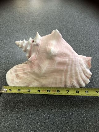 L@@k Large 9 " Pink Queen Conch Seashell Shell