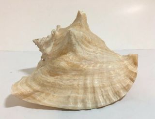 Large Queen Pink Conch Sea Shell