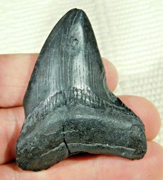 A And 100 Natural Carcharocles Megalodon Shark Tooth Fossil 29.  7gr