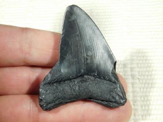 A and 100 Natural Carcharocles MEGALODON Shark Tooth Fossil 29.  7gr 2