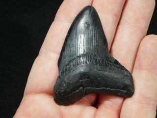 A and 100 Natural Carcharocles MEGALODON Shark Tooth Fossil 29.  7gr 3