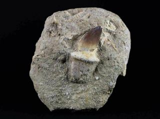 Mosasaur Prognathodon Fossil Tooth Root In Matrix Dinosaur Era From Morocco